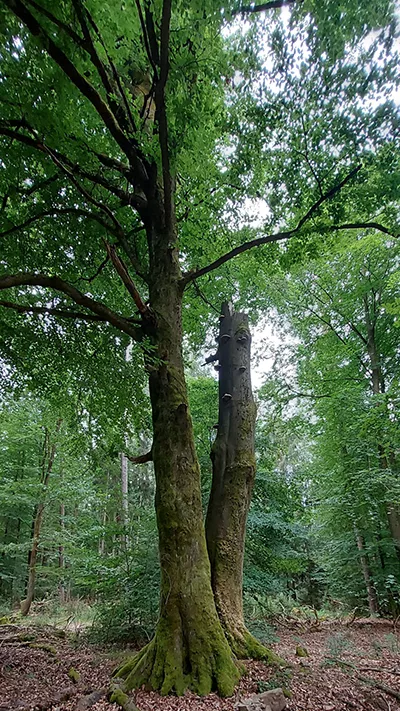 Wanderung Spessartbund Bad Orb